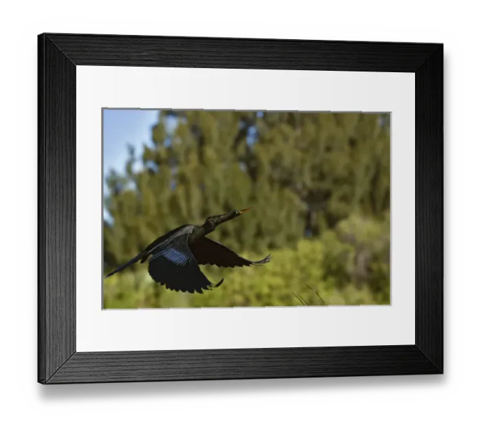Framed Print : Anhinga in flight, Anhinga anhinga, Ding Darling National Wildlife Refuge, Sanibel Island Framed Print : Anhinga in flight, Anhinga anhinga, Ding Darling National Wildlife Refuge, Sanibel Island