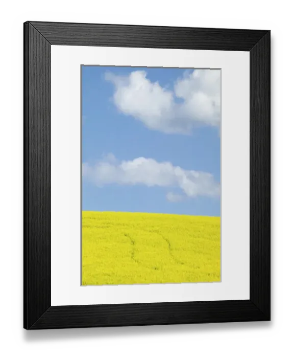 Framed Print : North America, USA, Washington, Palouse Country, Tracks leading through Blooming Canola Framed Print : North America, USA, Washington, Palouse Country, Tracks leading through Blooming Canola
