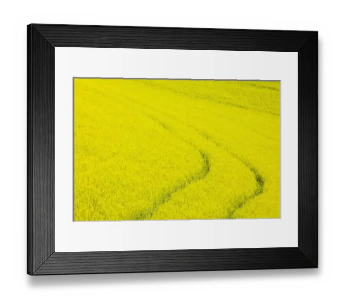 Framed Print : North America, USA, Washington, Palouse Country, Tracks leading through Blooming Canola Framed Print : North America, USA, Washington, Palouse Country, Tracks leading through Blooming Canola