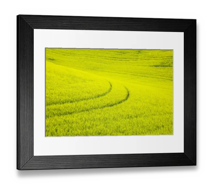 Framed Print : North America, USA, Washington, Palouse Country, Tracks leading through Blooming Canola