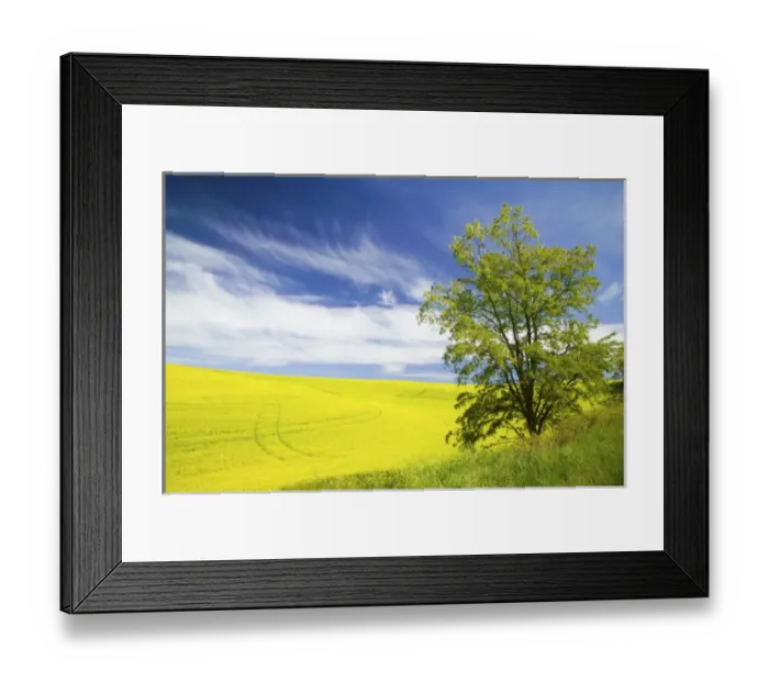 Framed Print : North America, USA, Washington, Colfax, Lone Blooming Tree in Field of Canola and Wheat Framed Print : North America, USA, Washington, Colfax, Lone Blooming Tree in Field of Canola and Wheat