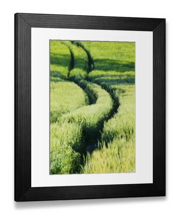 Framed Print : North America, USA, Washington, Palouse Counrty, Tracks Though the Spring Wheat Fields Framed Print : North America, USA, Washington, Palouse Counrty, Tracks Though the Spring Wheat Fields