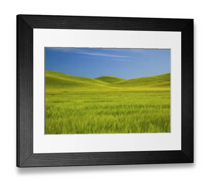 Framed Print : NA, USA, Washington, Palouse Counrty, Fresh Spring Barley and Wheat Fields Framed Print : NA, USA, Washington, Palouse Counrty, Fresh Spring Barley and Wheat Fields