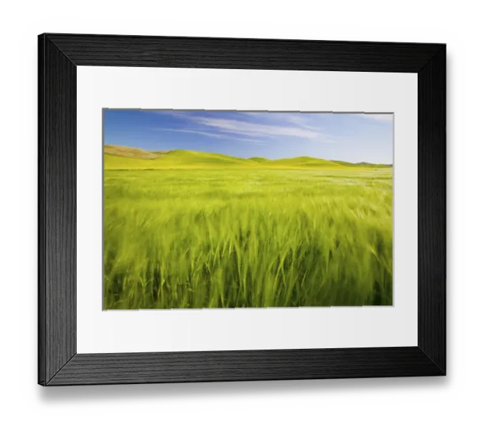 Framed Print : NA, USA, Washington, Palouse Counrty, Fresh Spring Barley and Wheat Fields Framed Print : NA, USA, Washington, Palouse Counrty, Fresh Spring Barley and Wheat Fields