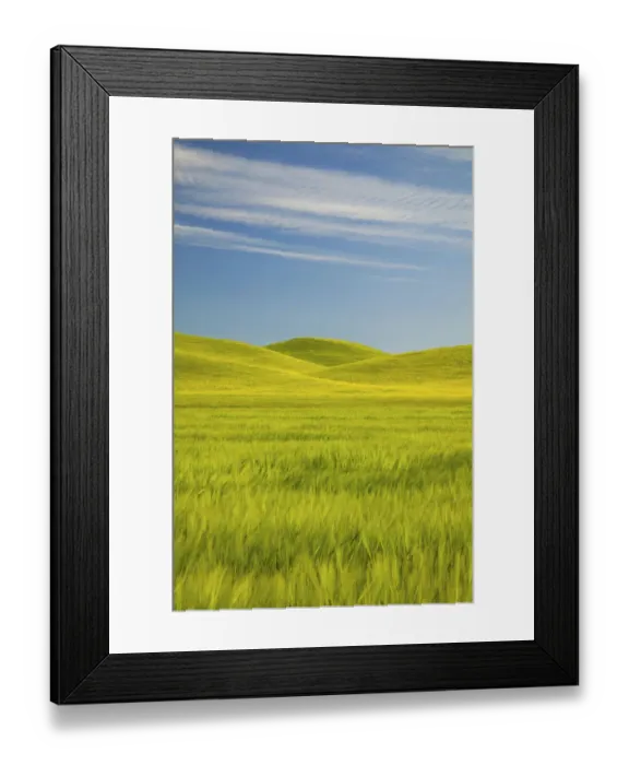 Framed Print : NA, USA, Washington, Palouse Counrty, Fresh Spring Barley and Wheat Fields Framed Print : NA, USA, Washington, Palouse Counrty, Fresh Spring Barley and Wheat Fields