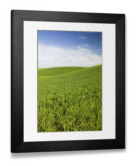 Framed Print : North America, USA, Washington, Palouse Country, Hillside of Wheat with Streaming Finger Framed Print : North America, USA, Washington, Palouse Country, Hillside of Wheat with Streaming Finger