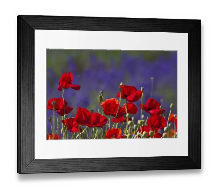 Framed Print : North America, USA, Washington, Sequim Lavender and Poppies Framed Print : North America, USA, Washington, Sequim Lavender and Poppies
