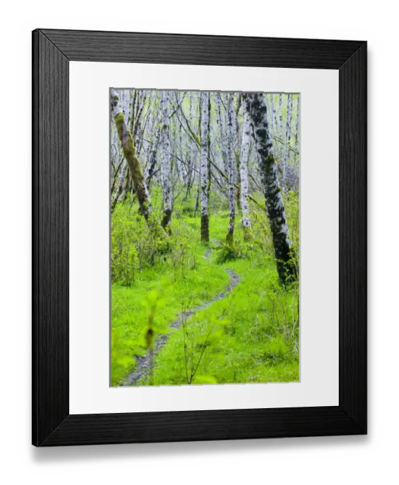 Framed Print : North America, USA, Washington, Olympic National Park, Alder Lined Hiking Trail in Hoh Framed Print : North America, USA, Washington, Olympic National Park, Alder Lined Hiking Trail in Hoh