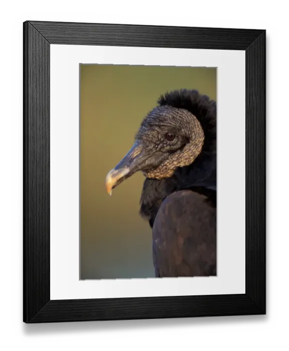 Framed Print : North America, USA, Florida, Everglades NP Black Vulture (Coragyps atratus) Framed Print : North America, USA, Florida, Everglades NP Black Vulture (Coragyps atratus)