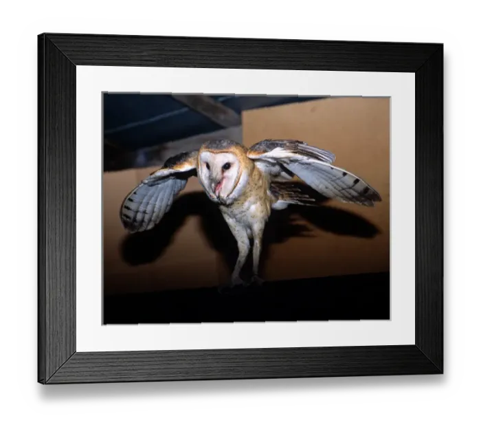 Framed Print : Barn Owl leaving roost in shed on sugarcane farm in the Everglades Agricultural Framed Print : Barn Owl leaving roost in shed on sugarcane farm in the Everglades Agricultural