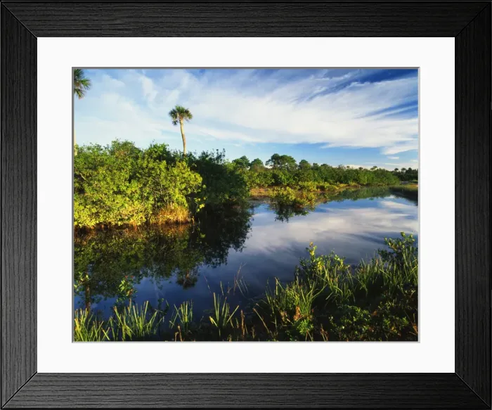Framed Print : USA, Florida, Merritt Island National Wildlife Refuge, Mangrove wetland habitat Framed Print : USA, Florida, Merritt Island National Wildlife Refuge, Mangrove wetland habitat