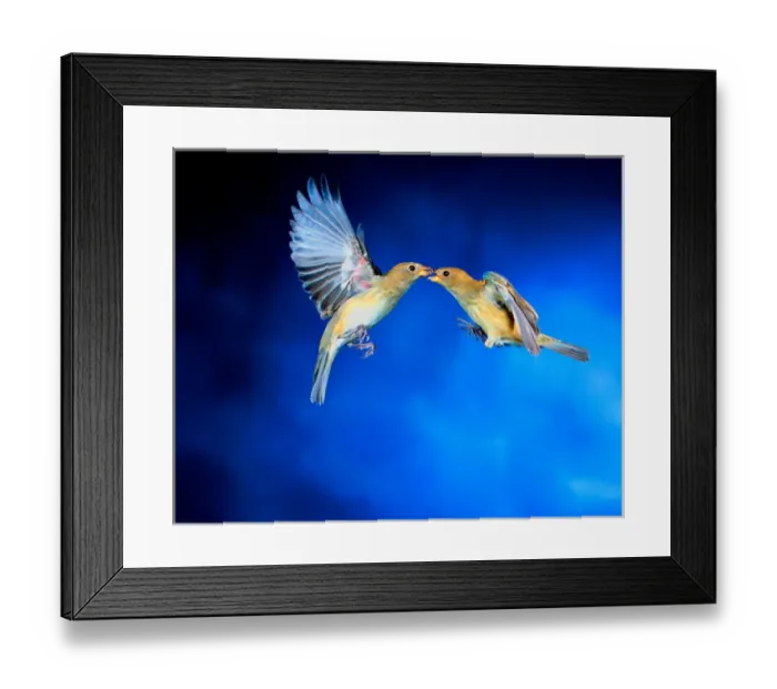 Framed Print : Indigo Buntings (juvenile males), Imokalee Florida, bpfriel a 2003, #00754, High Framed Print : Indigo Buntings (juvenile males), Imokalee Florida, bpfriel a 2003, #00754, High