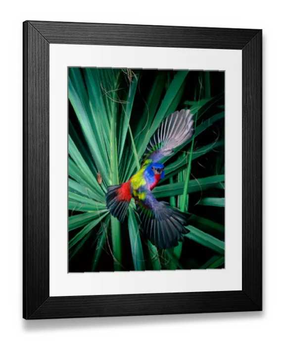 Framed Print : Painted Bunting (male), Imokalee Florida, bpfriel a 2001 #00750. Found Southeastern Southcentral U Framed Print : Painted Bunting (male), Imokalee Florida, bpfriel a 2001 #00750. Found Southeastern Southcentral U