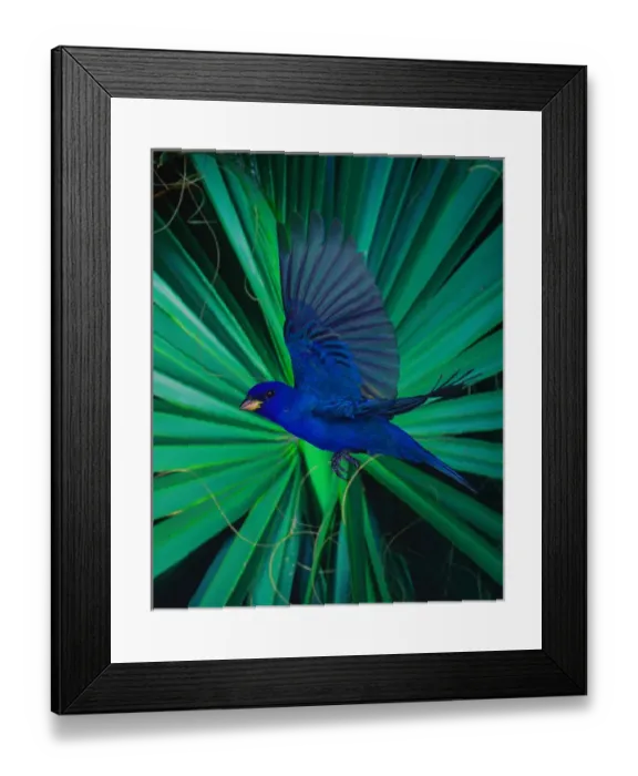 Framed Print : Indigo Bunting (male), Imokalee, Florida, bpfriel a 2001 #00751, high speed flash Framed Print : Indigo Bunting (male), Imokalee, Florida, bpfriel a 2001 #00751, high speed flash