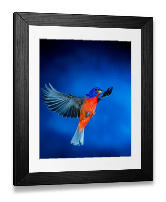 Framed Print : Painted Bunting (young male), Imokalee Florida, bpfriel a 2003. #000752 Photo taken Framed Print : Painted Bunting (young male), Imokalee Florida, bpfriel a 2003. #000752 Photo taken