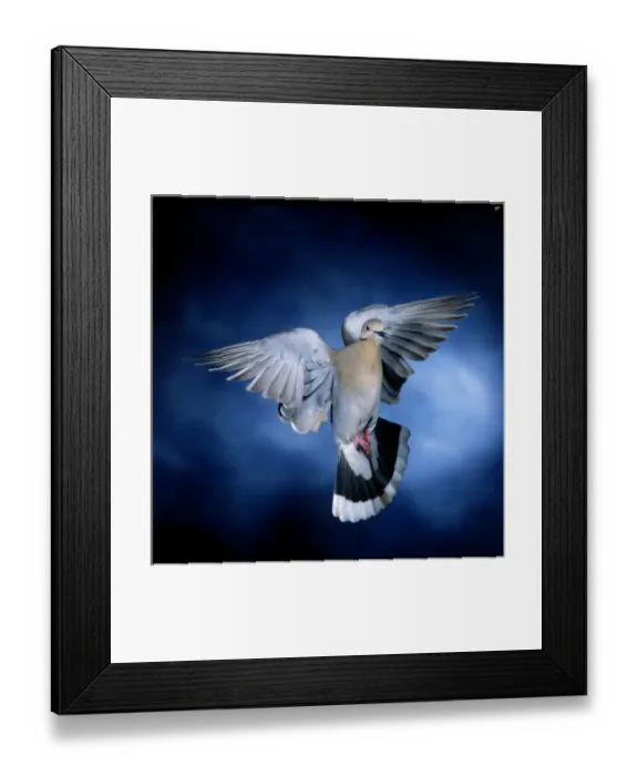 Framed Print : White Winged Dove, Imokalee Florida, bpfriel a 2003, #00757, High speed flash effective