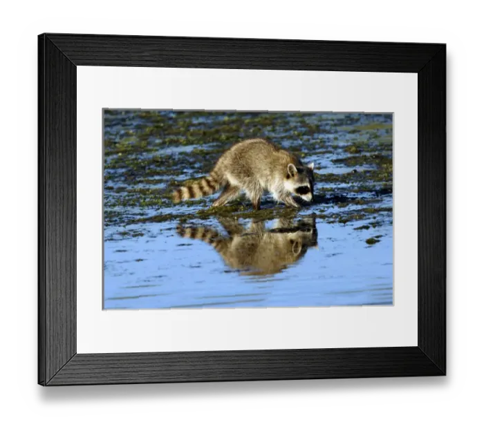 Framed Print : Racoon Clamming in Tidewater Framed Print : Racoon Clamming in Tidewater