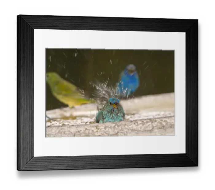 Framed Print : Indigo Bunting bathing with a female Painted bunting Framed Print : Indigo Bunting bathing with a female Painted bunting