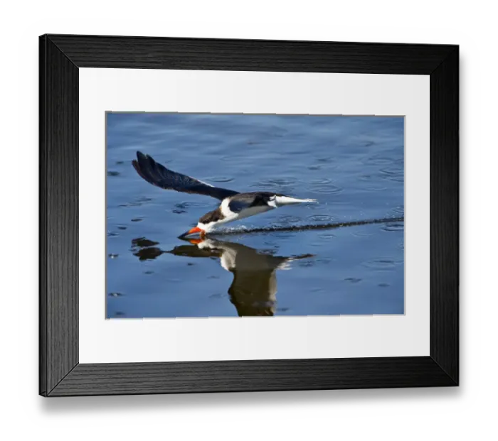 Framed Print : USA, Florida, STA 5 Water Management District, Birds, Black Skimmer, Flying and Skimming Framed Print : USA, Florida, STA 5 Water Management District, Birds, Black Skimmer, Flying and Skimming