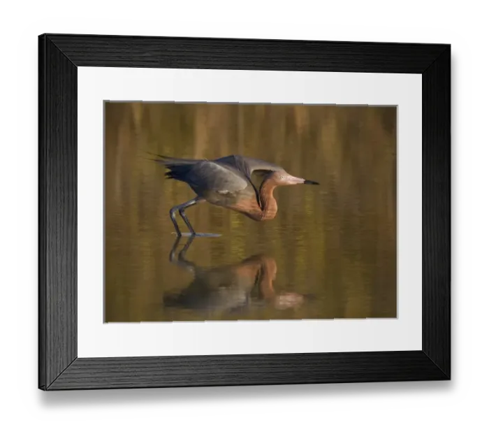 Framed Print : USA, Florida, Ft. Myers Beach, Reddish egret (Egretta rufescens) reflected in water