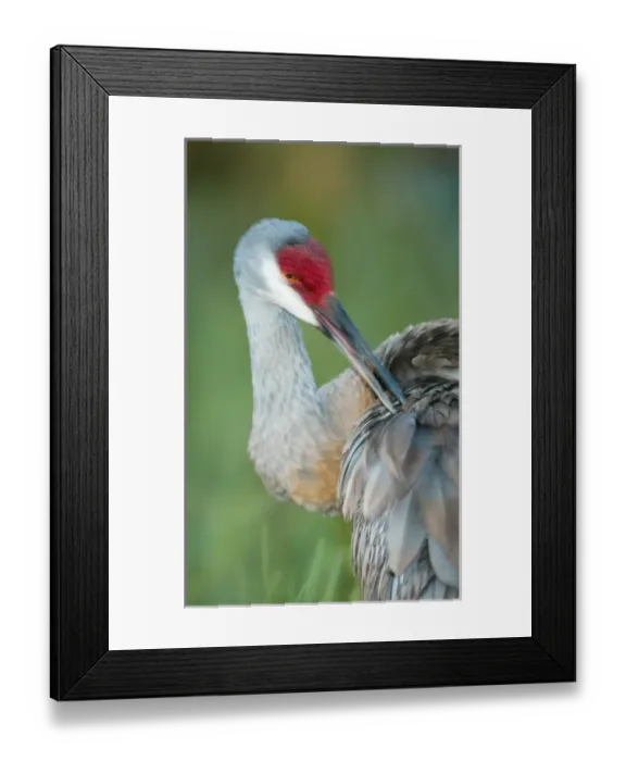 Framed Print : USA, Florida, Indian Lake Estates. Close-up of sandhill crane preening its feathers Framed Print : USA, Florida, Indian Lake Estates. Close-up of sandhill crane preening its feathers