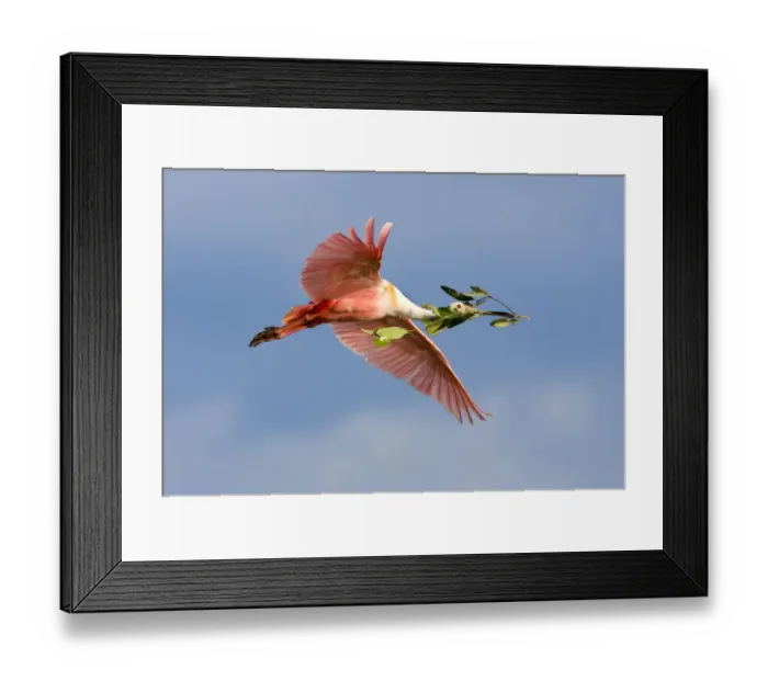 Framed Print : Florida, Tampa Bay. Roseate spoonbill in flight carrying nesting material. Credit as Framed Print : Florida, Tampa Bay. Roseate spoonbill in flight carrying nesting material. Credit as