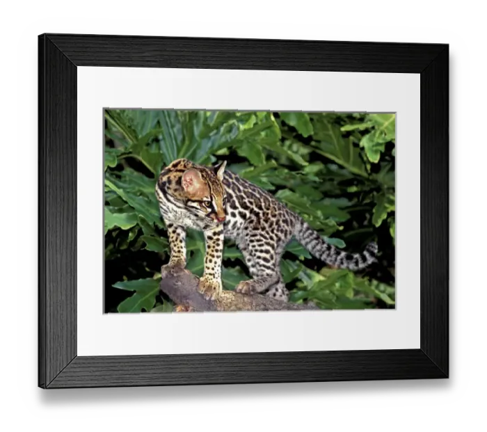 Framed Print : USA, Florida. Close-up of an ocelot cub on tree limb at Big Cat Rescue. (captive) Credit as Framed Print : USA, Florida. Close-up of an ocelot cub on tree limb at Big Cat Rescue. (captive) Credit as