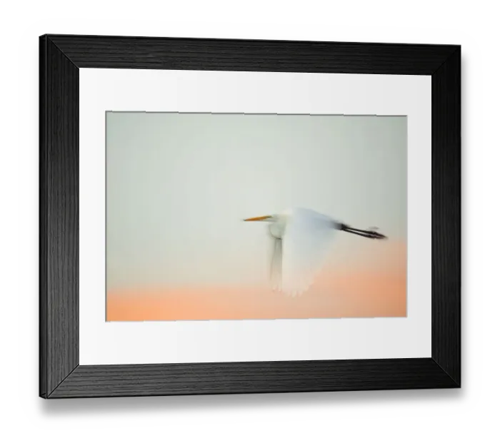 Framed Print : USA, Florida, South Venice, Venice Rookery. Great egret flying against a predawn pink and white sky