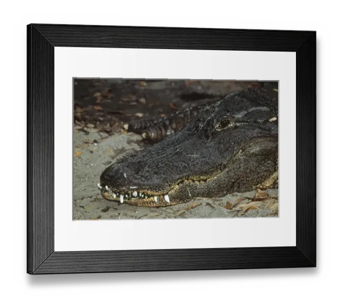 Framed Print : Alligator (Alligator mississippiensis) closeup. This may be an old specimen, for Framed Print : Alligator (Alligator mississippiensis) closeup. This may be an old specimen, for