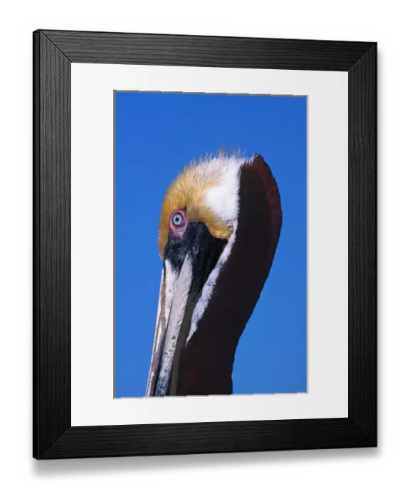 Framed Print : Male Brown Pelican (Pelecanus occidentalis) in breeding plumage. USA, Florida, Sanibel Framed Print : Male Brown Pelican (Pelecanus occidentalis) in breeding plumage. USA, Florida, Sanibel