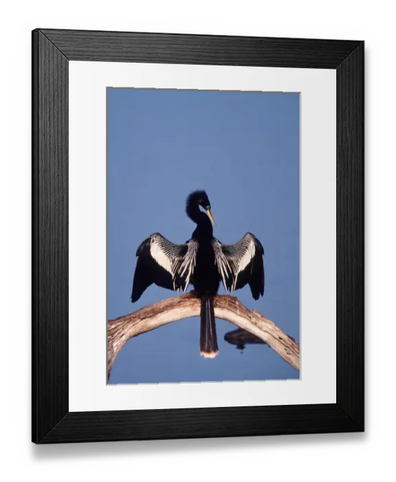 Framed Print : Male Anhinga (Anhinga anhinga) drying his wings at the Ding Darling National Wildlife Refuge