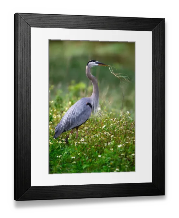 Framed Print : Great Blue Heron (Ardea herodias) gathering material for a courtship ritual. USA Framed Print : Great Blue Heron (Ardea herodias) gathering material for a courtship ritual. USA