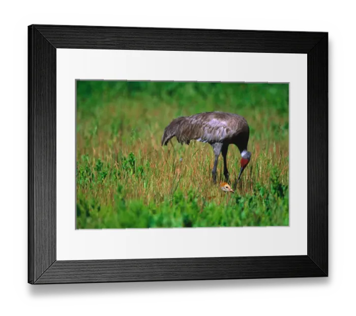 Framed Print : Sandhill Crane (Grus canadensis) with chick. USA, Florida, Myakka River State Park