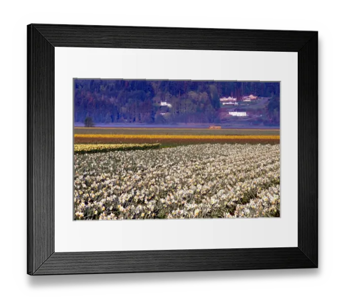 Framed Print : Fields of white and yellow daffodils in rural Skagit county, Washington Framed Print : Fields of white and yellow daffodils in rural Skagit county, Washington