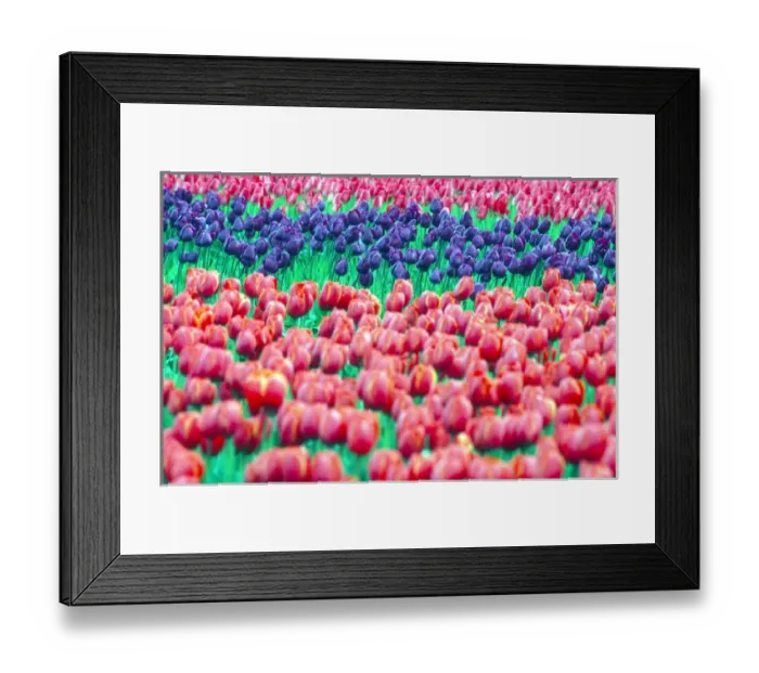 Framed Print : A group of purple tulips among red tulips in a rural Skagit county field; Washington Framed Print : A group of purple tulips among red tulips in a rural Skagit county field; Washington