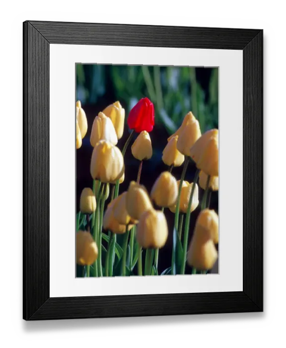 Framed Print : A single red tulip stands out in a group of yellow tulips; Skagit county, Washington