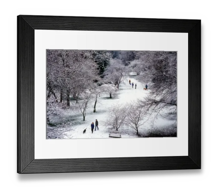 Framed Print : Groups of people enjoying a walk in fresh snow at the Washington Park Arboretum in Seattle Framed Print : Groups of people enjoying a walk in fresh snow at the Washington Park Arboretum in Seattle