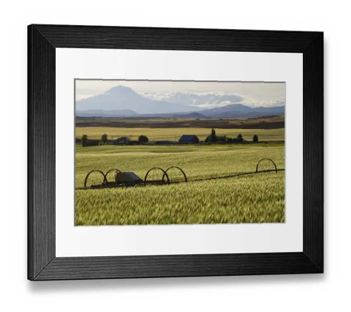Framed Print : Mt. Adams looms over a Goldendale, WA, wheat farm Framed Print : Mt. Adams looms over a Goldendale, WA, wheat farm