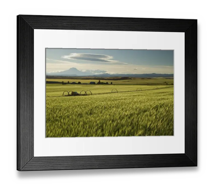 Framed Print : Mt. Adams looms over a Goldendale, WA, wheat farm