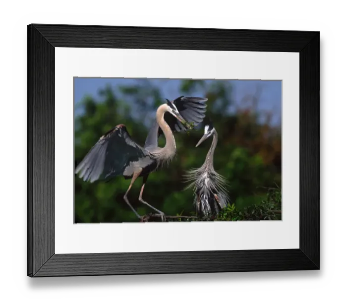 Framed Print : Great Blue Heron (Ardea herodias) courtship ritual. USA, Florida, Venice Framed Print : Great Blue Heron (Ardea herodias) courtship ritual. USA, Florida, Venice