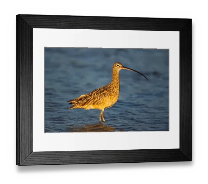 Framed Print : Long-billed Curlew (Numenius americanus). Americas largest sandpiper. USA, Florida Framed Print : Long-billed Curlew (Numenius americanus). Americas largest sandpiper. USA, Florida