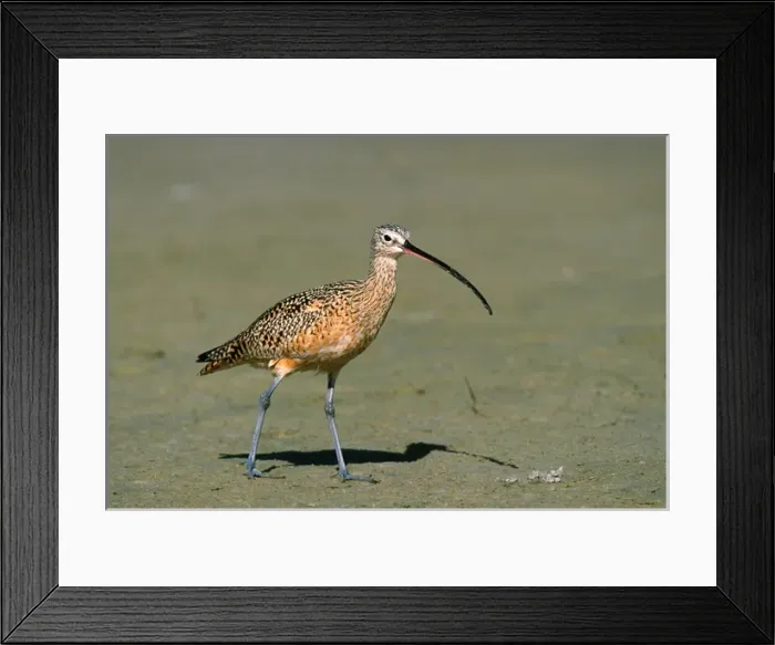 Framed Print : Long-billed Curlew (Numenius americanus). Americas largest sandpiper. USA, Florida Framed Print : Long-billed Curlew (Numenius americanus). Americas largest sandpiper. USA, Florida