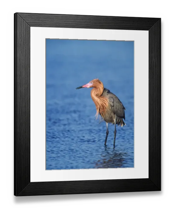 Framed Print : Reddish Egret (Egretta rufescens) in breeding plumage fishing. USA, Florida, Sanibel Island