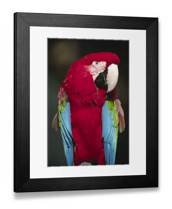 Framed Print : North America, Florida. A captive Scarlet Macaw (Ara macao). It is a native of Framed Print : North America, Florida. A captive Scarlet Macaw (Ara macao). It is a native of