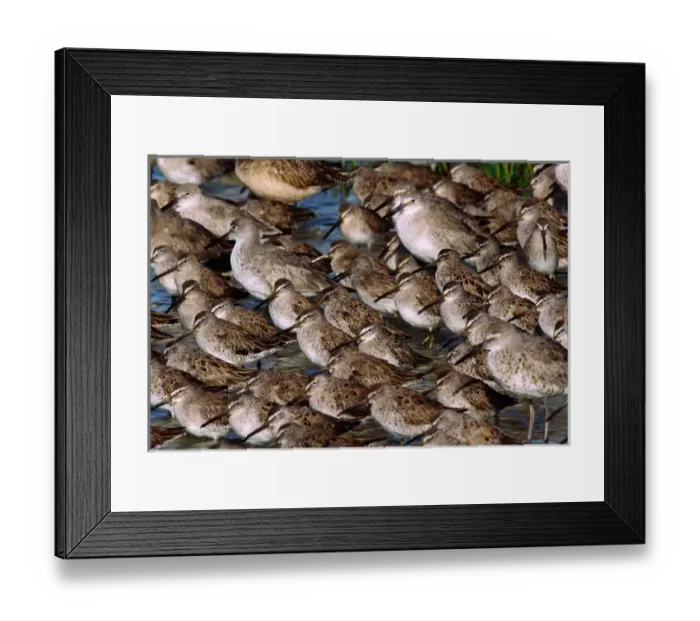 Framed Print : A group of Willets (Catoptrophorus semipalmatus) and Dowitchers (Limnodromus). USA, Florida Framed Print : A group of Willets (Catoptrophorus semipalmatus) and Dowitchers (Limnodromus). USA, Florida
