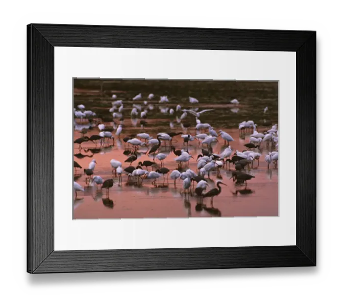 Framed Print : North America, USA, Florida, Sanibel Island, Ding Darling National Wildlife Refuge