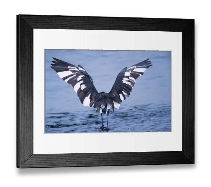 Framed Print : Reddish Egret (Egretta rufescens) - a peculiar hybrid of the dark and the white morphs fishing