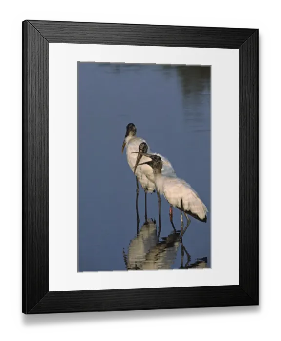 Framed Print : North America, USA, Florida, Merritt Island National Wildlife Refuge. Three Wood Storks
