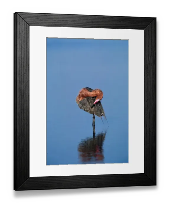 Framed Print : Reddish Egret (Egretta rufescens) in breeding plumage preening. USA, Florida, Sanibel Island Framed Print : Reddish Egret (Egretta rufescens) in breeding plumage preening. USA, Florida, Sanibel Island