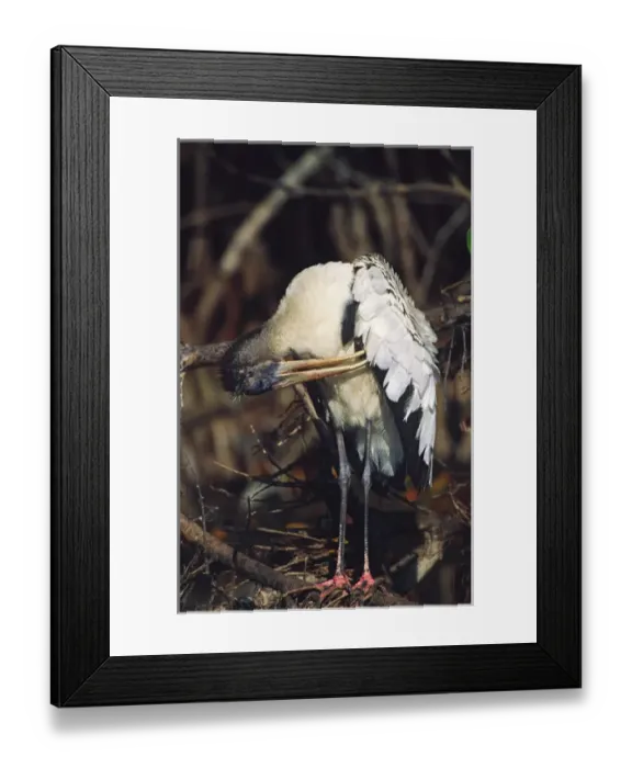 Framed Print : North America, USA, Florida, Sanibel Island, Ding Darling National Wildlife Refuge